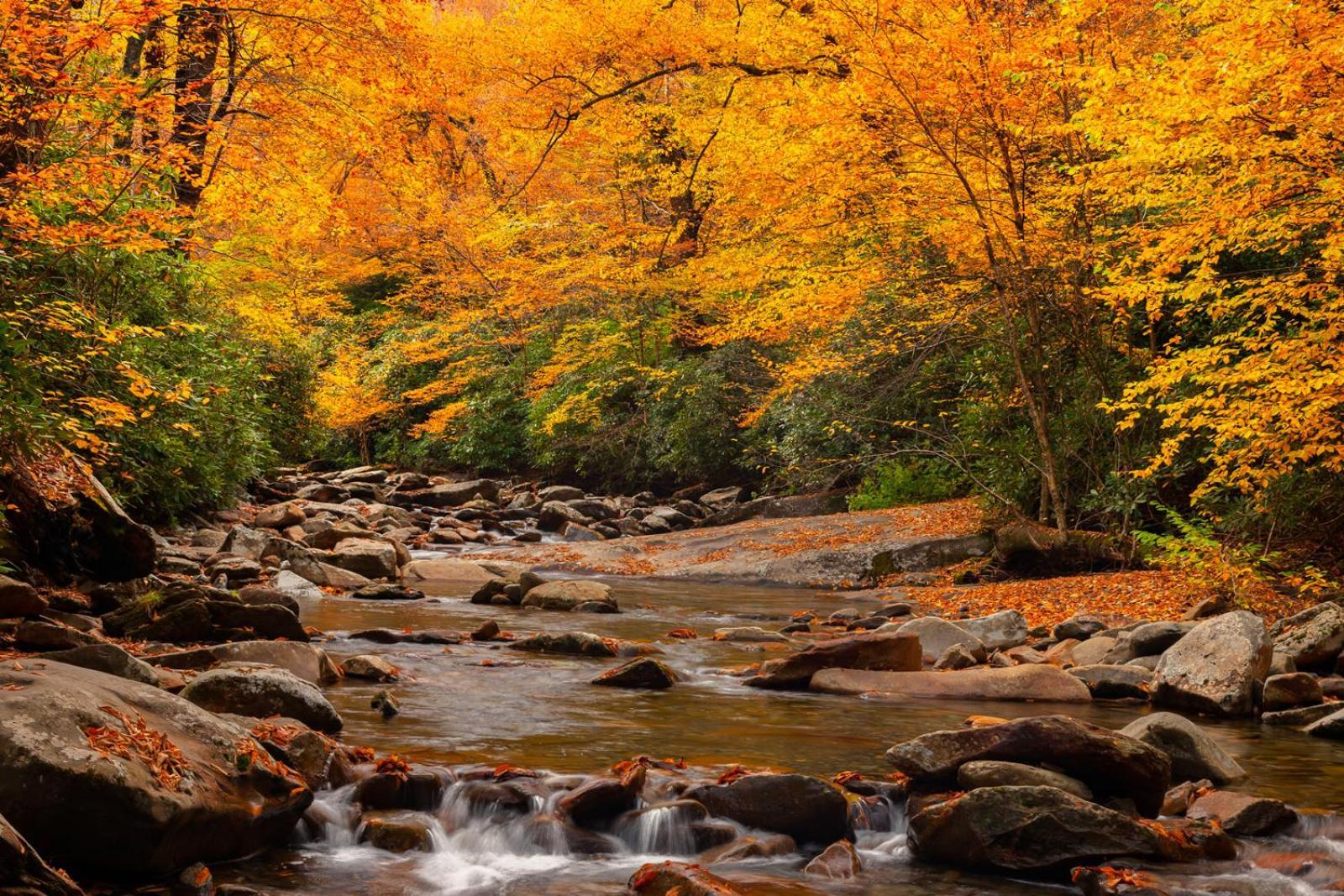 Romantic, Honeymoon Cabin In The Smokies! Gatlinburg Eksteriør bilde